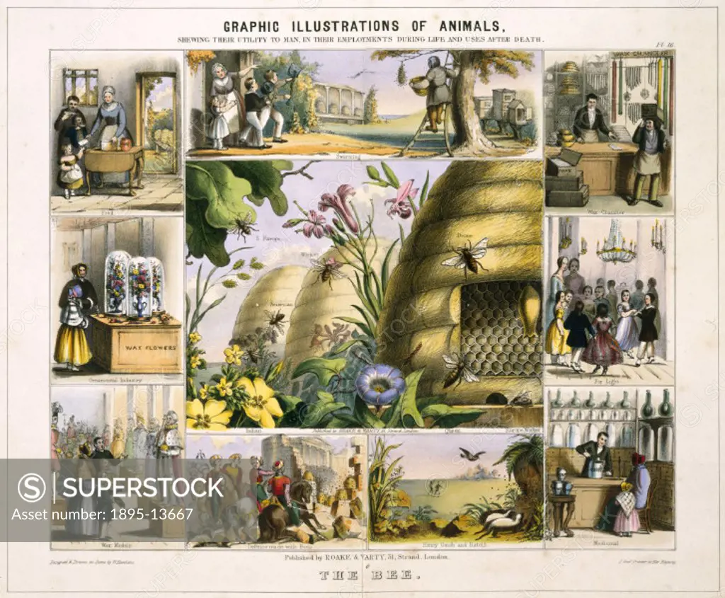 Coloured lithographic plate showing the bee from ´Graphic Illustrations of Animals - Showing Their Utility to Man in Their Employment During Life and ...
