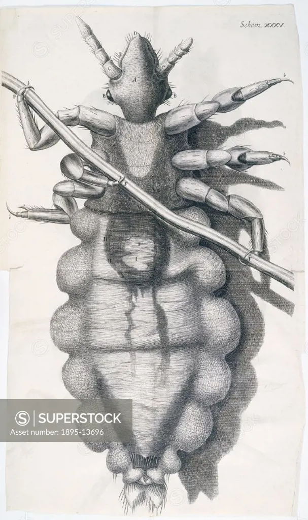 Illustration from Robert Hooke´s ´Micrographia´. Hooke (1635-1703) studied at Oxford University, where he met Robert Boyle and assisted him in the con...