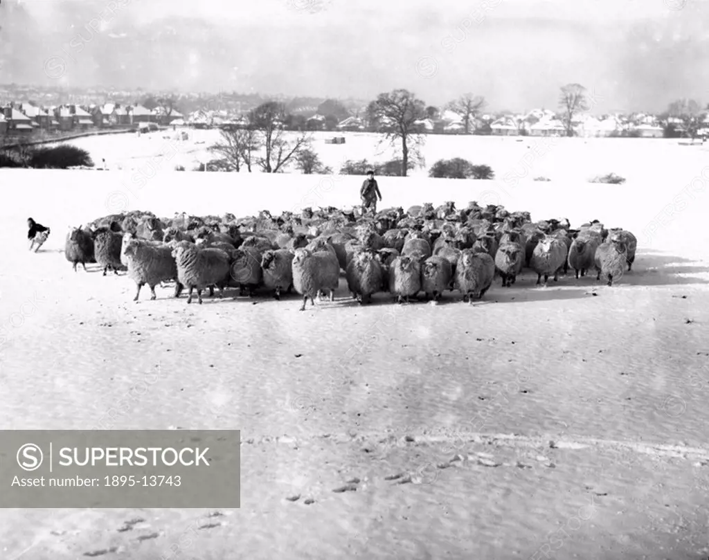 Herding sheep in a snow-covered field, 27 January 1935  Photograph taken on a farm at New Southgate in Middlesex by Malindine 
