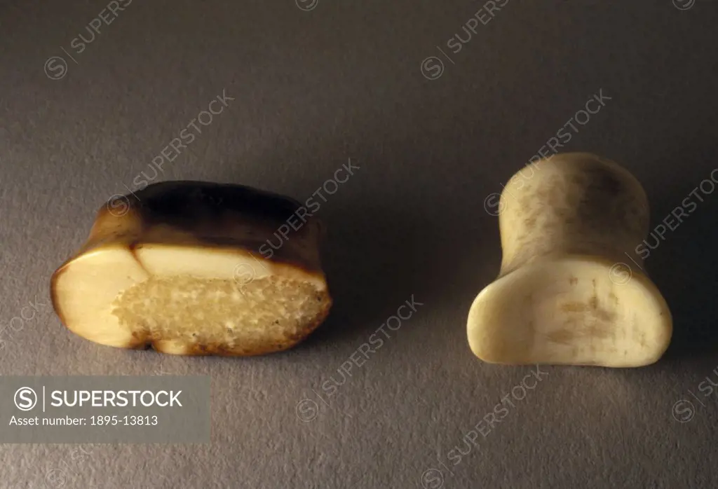 Two highly polished ivory labrets, made by the Inuit of the North American Arctic. A labret is a piece of bone or shell which is inserted into the lip...