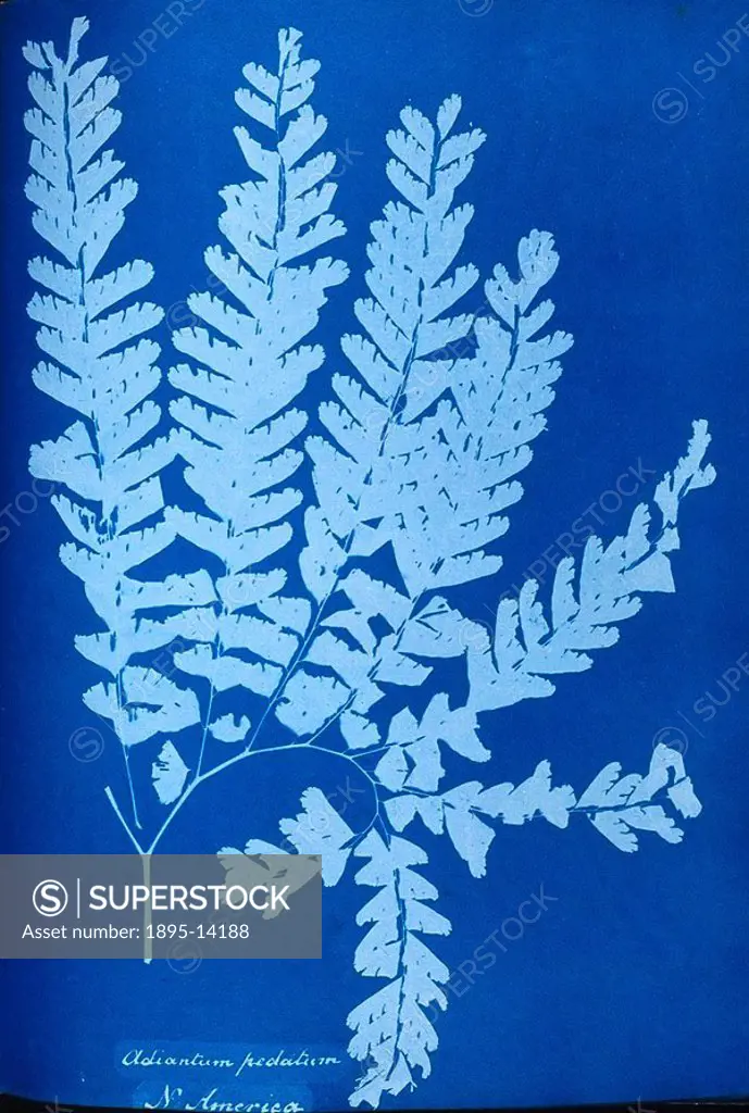 Taken from an album of ferns published in 1853 for presentation to CSA by Anna Atkins, a pioneering figure in photography, and her friend, Anne Dixon ...