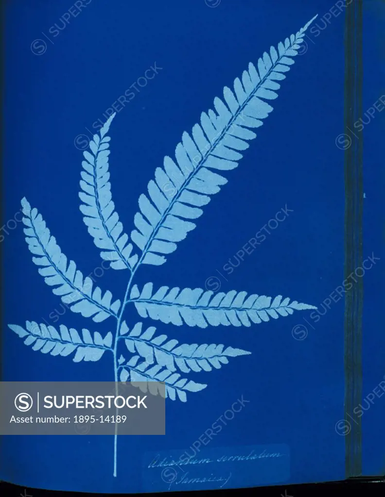 From ´British and Foreign Ferns´, an album of ferns published in 1853 for presentation to CSA by Anna Atkins (1799-1871). Atkins is credited with havi...
