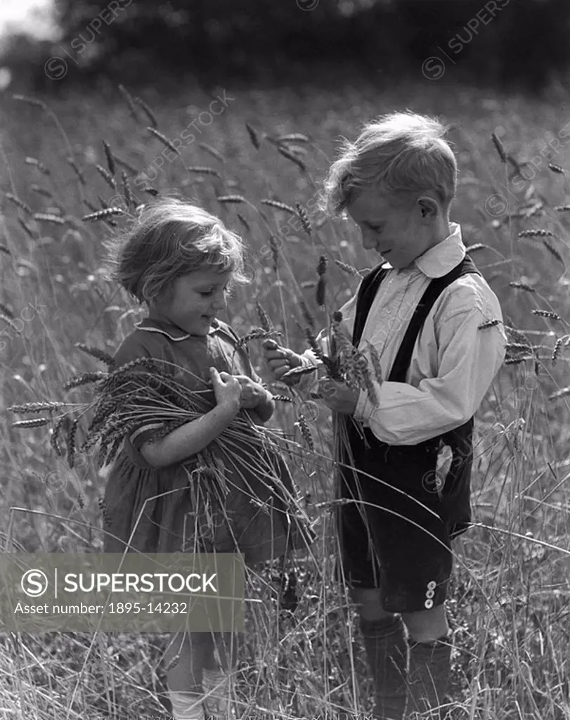 Two children picking wheat in a wheat field, c 1920s