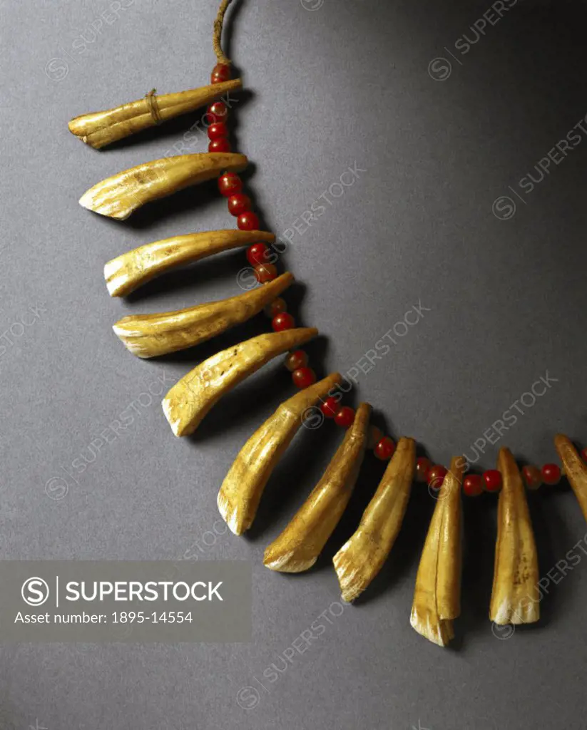 Detail of an amuletic necklace of the Native American Chippewa people. It consists of 18 teeth interspersed with red glass beads on a cloth band. An a...