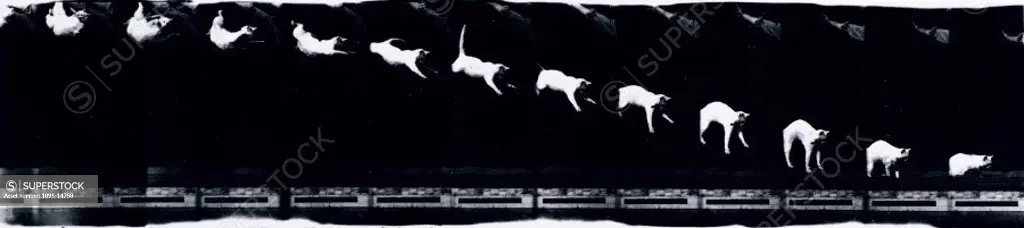 Chronophotograph made on moving film consisting of twelve frames showing a cat falling, taken by Etienne-Jules Marey (1830-1904). Marey, along with Mu...