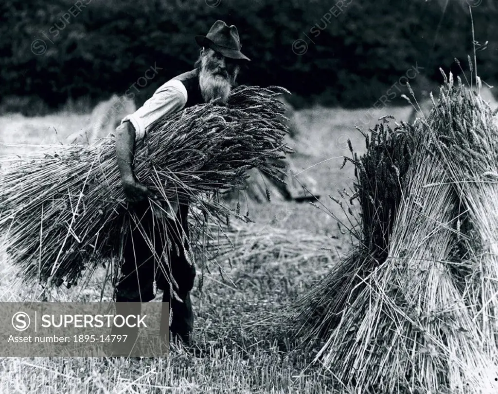 This photograph was probably taken in England between 1900 and 1930. Before mechanisation, hay was harvested by a team of farm workers. It would be ga...