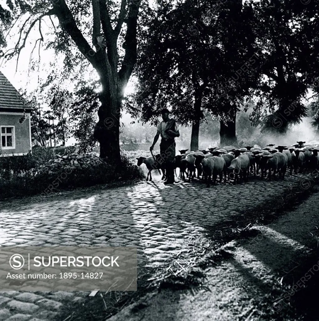 Shepherd leading his flock along a cobblestone road, c 1930s.