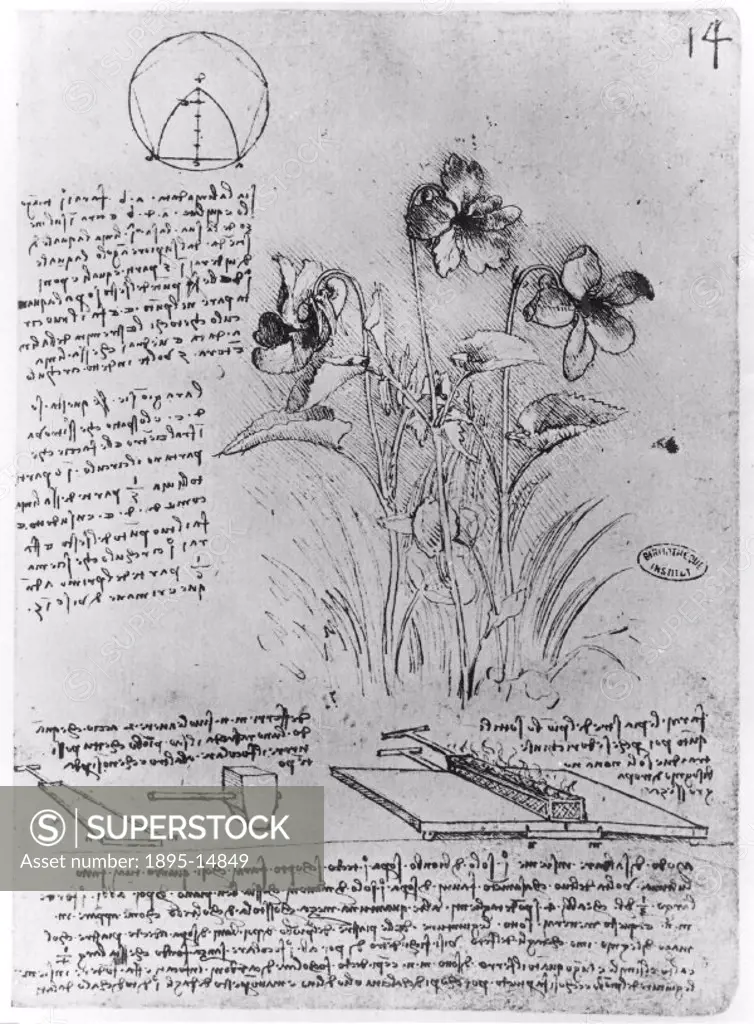 The page contains drawings of plant of the genus ´viola´ and of a method for fusing together lead sheets. Leonardo da Vinci (1452-1519) was an Italian...