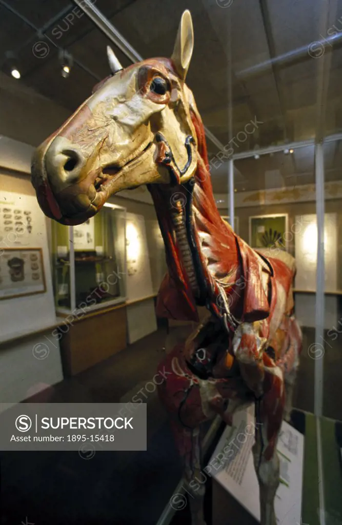 An anatomical model of a horse on display at the Science Museum, London, taken from ´The Holborn´ veterinary instruments and appliances catalogue, 193...