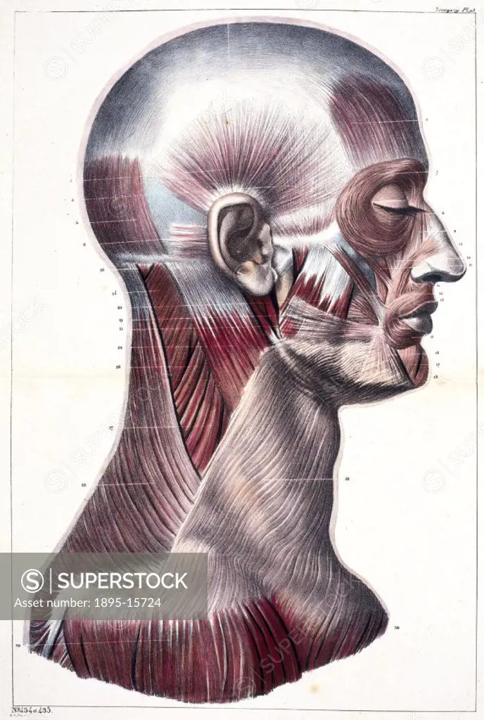 Chromolithograph plate of the muscles of the human head and neck. This diagram is from a collection of bookplates and accompanying key texts, mostly c...