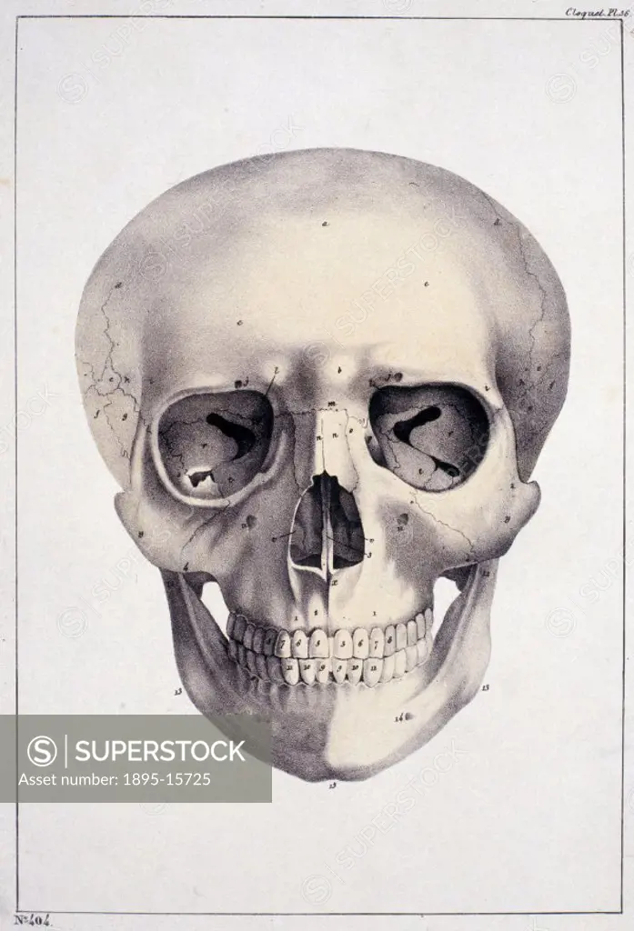 Illustrated plate of a human skull by the French surgeon and anatomist, Jules Cloquet. The illustration is from a collection of bookplates and accompa...