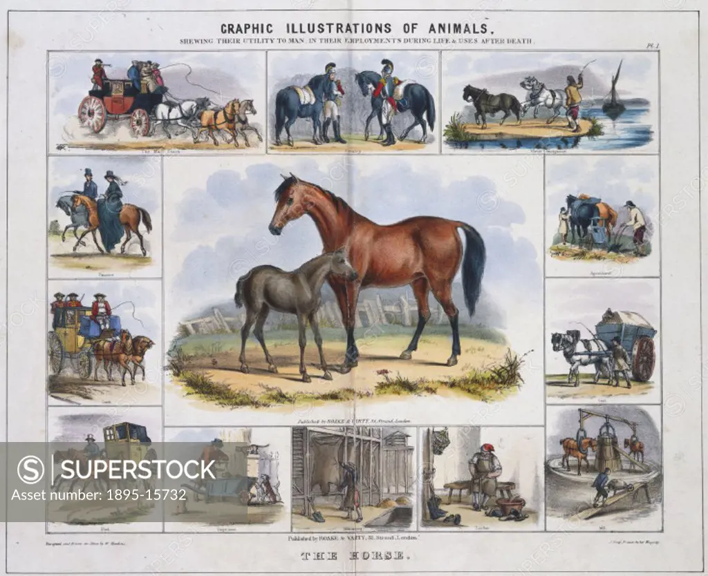 Coloured lithographic plate showing the horse from ´Graphic Illustrations of Animals - Showing Their Utility to Man in Their Employment During Life an...
