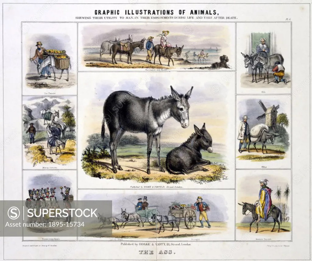 Coloured lithographic plate showing the donkey from ´Graphic Illustrations of Animals - Showing Their Utility to Man in Their Employment During Life a...