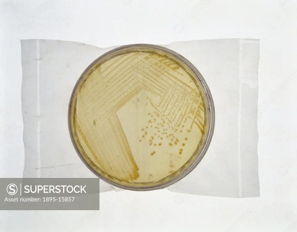 This petri dish is covered wih populations of Haloarcula bacteria which were isolated by Bill Grant of Leicester University from a 230 million-year-ol...