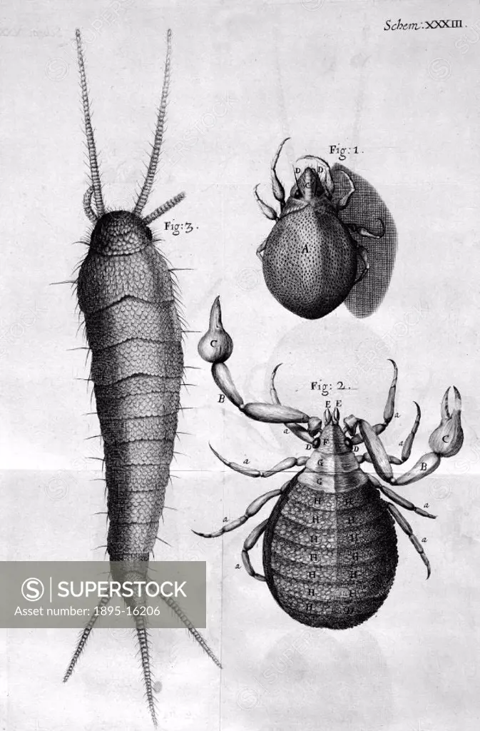 ´Illustration from Robert Hooke´s ´Micrographia´; the wandering mite (fig 1), a crab-like insect (fig 2) and the small silver coloured book worm (fig ...