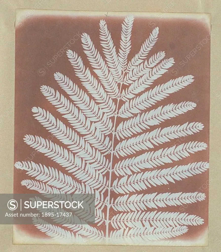 Fern, c 1839 Photograph taken by William Henry Fox Talbot 1800-1877  Fox Talbot invented the first negative/positive process for producing photographs...