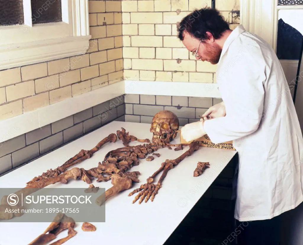 Dr Simon Mays, a Human Skeletal Biologist from English Heritage, laying out Bleadon Man for examination. Bleadon Man was one of two skeletons discover...
