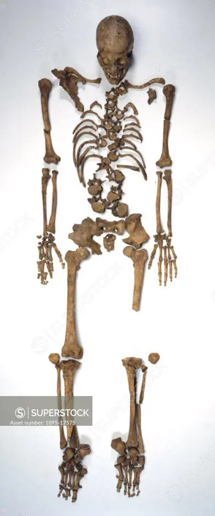 Bleadon Man was one of two skeletons discovered when building began on a new housing estate on Whitegate Farm,  Bleadon, Somerset, in 1998. The invest...