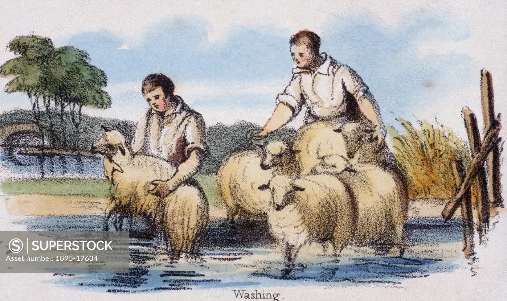 Vignette from a coloured lithographic plate showing men washing sheep from ´Graphic Illustrations of Animals - Showing Their Utility to Man in Their E...