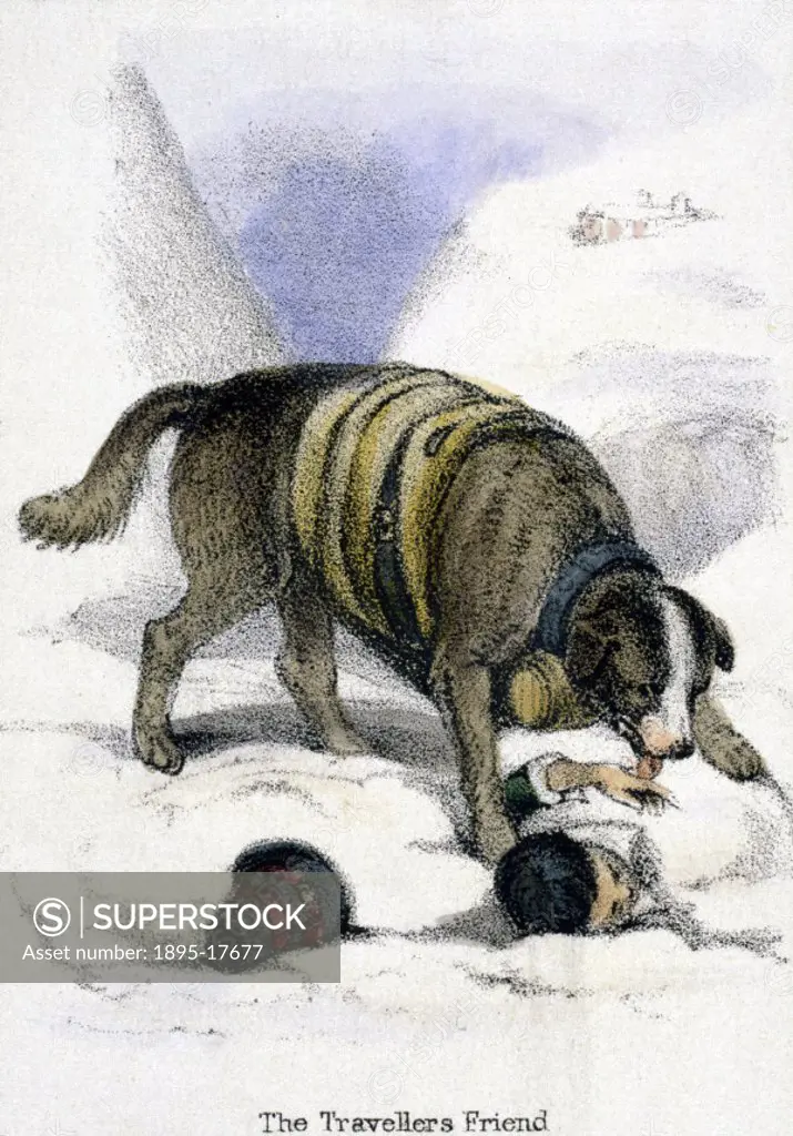 Vignette from a lithographic plate showing a man in the snow being rescued by a St Bernard. Taken from ´The Dog´ in ´Graphic Illustrations of Animals ...