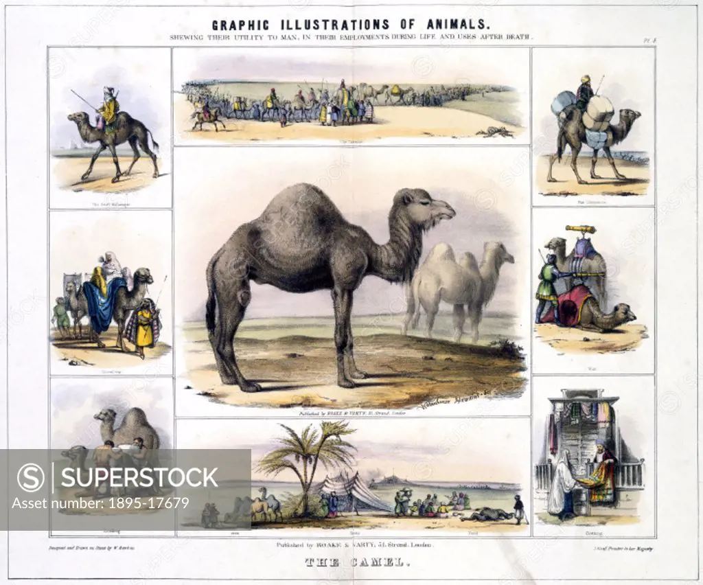 Coloured lithographic plate showing the camel from ´Graphic Illustrations of Animals - Showing Their Utility to Man in Their Employment During Life an...