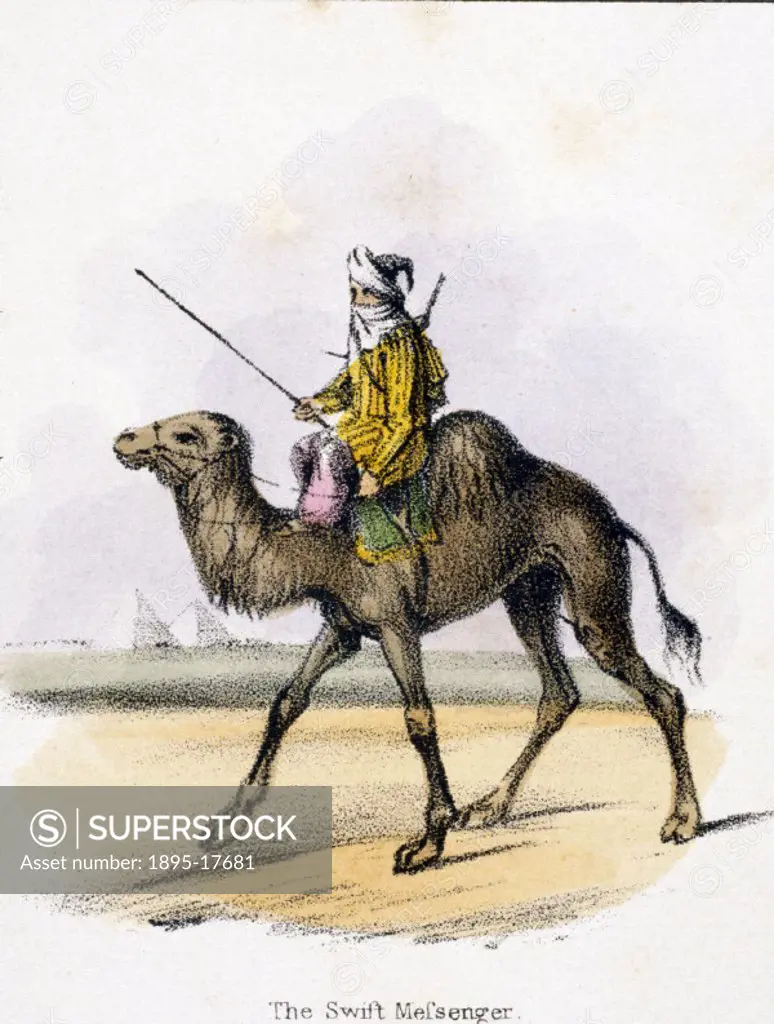 Vignette from a lithographic plate showing a camel and driver. Taken from ´The Camel´ in ´Graphic Illustrations of Animals - showing their utility to ...