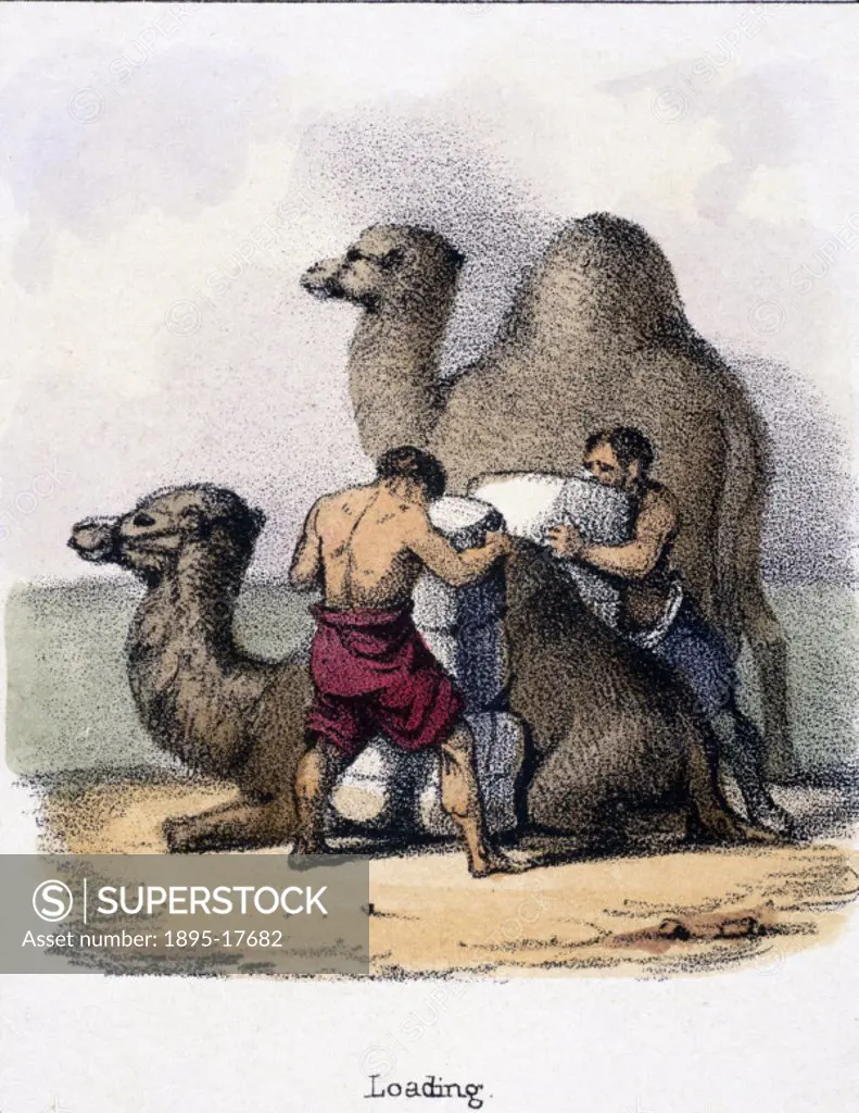 Vignette from a lithographic plate showing men loading sacks onto a camel.  Taken from ´The Camel´ in ´Graphic Illustrations of Animals - showing thei...