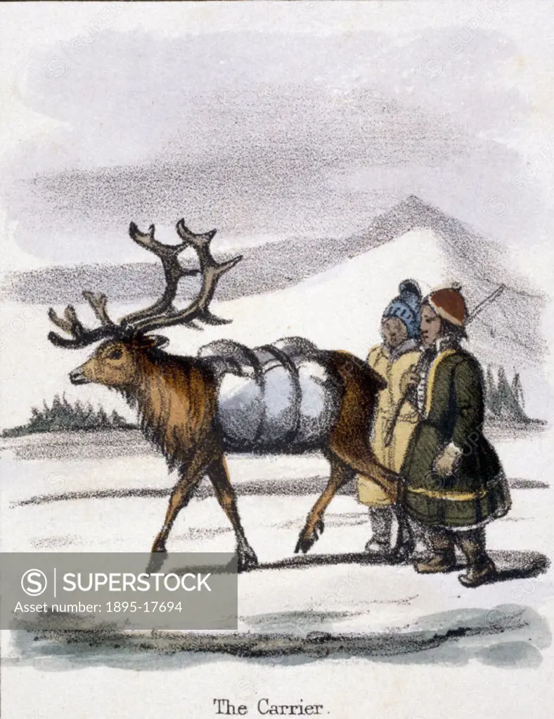 Vignette from a lithographic plate showing a deer carrying goods. Taken from ´The Rein Deer´ in ´Graphic Illustrations of Animals - showing their util...