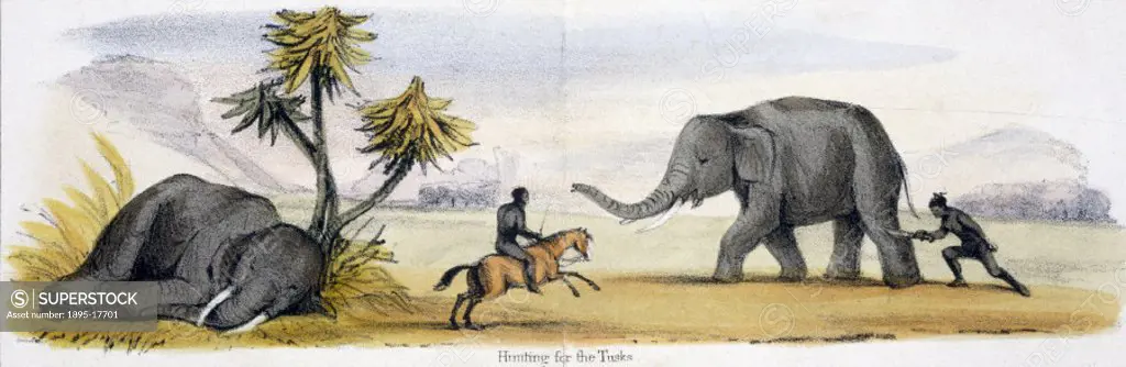Vignette from a lithographic plate showing two men, one on horseback, attacking an elephant. Elephants are hunted for the ivory tusks which grow conti...