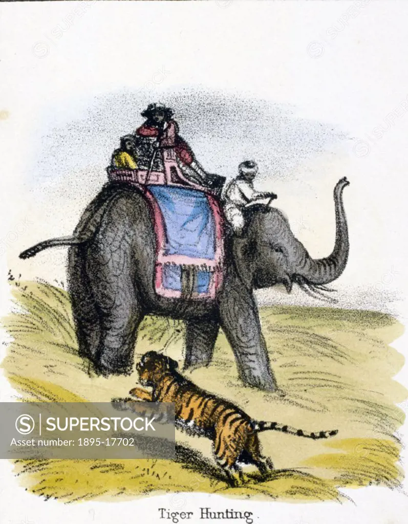 Vignette from a lithographic plate showing three men on an elephant hunting a tiger. Taken from ´The Elephant´ in ´Graphic Illustrations of Animals - ...