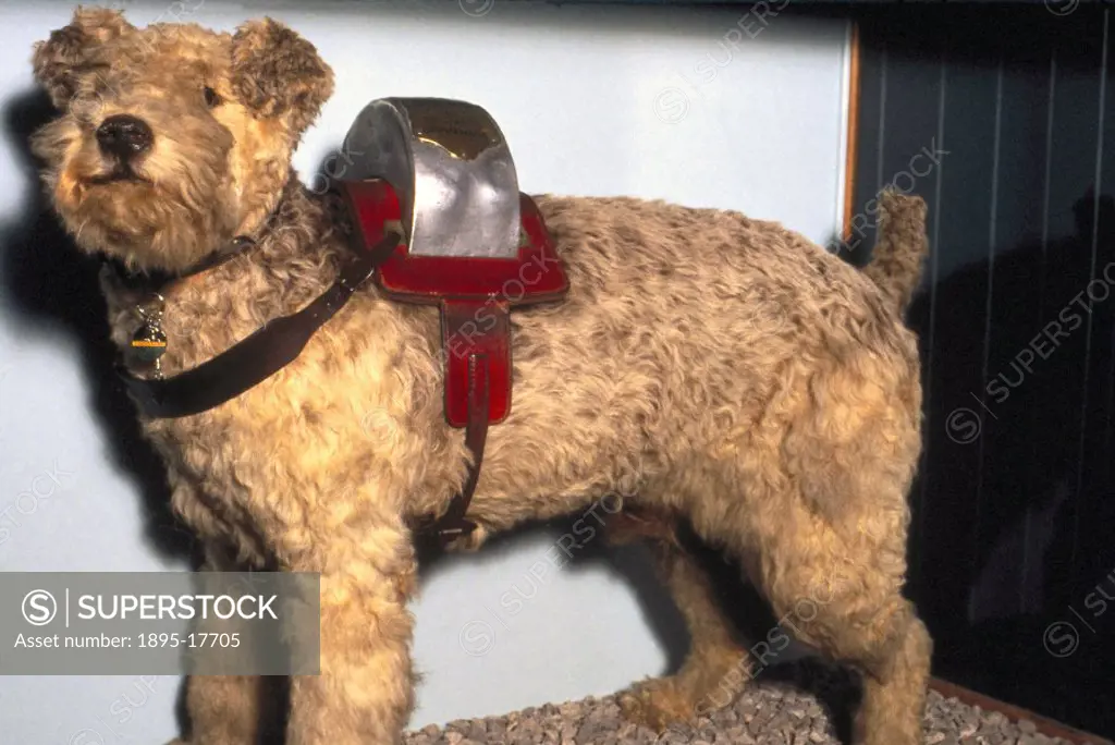 A stuffed Airedale terrier in glass showcase with collecting box for the London & South Western Railway Servants orphanage, formerly sited at Wimbled...