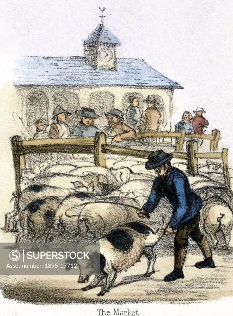 Vignette from a lithographic plate showing a man with pigs at a market. Taken from ´The Pig´ in ´Graphic Illustrations of Animals - Showing Their Util...