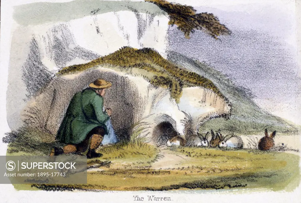 Vignette from a lithographic plate showing a man trapping rabbits outside a rabbit warren. Taken from ´The Hare and Rabbit´ in ´Graphic Illustrations ...