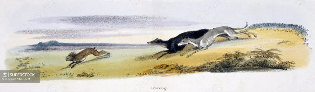 Vignette from a lithographic plate showing two dogs chasing a hare. Taken from ´The Hare and Rabbit´ in ´Graphic Illustrations of Animals - showing th...