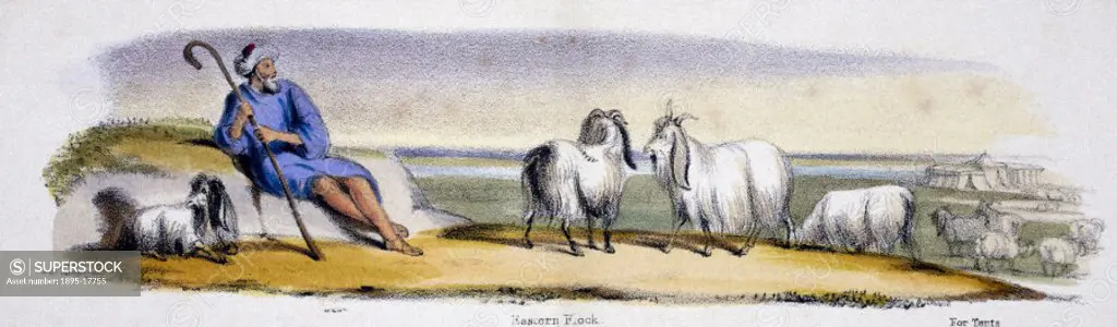 Vignette from a lithographic plate showing a shepherd with goats. Taken from ´The Goat´ in ´Graphic Illustrations of Animals - Showing Their Utility t...