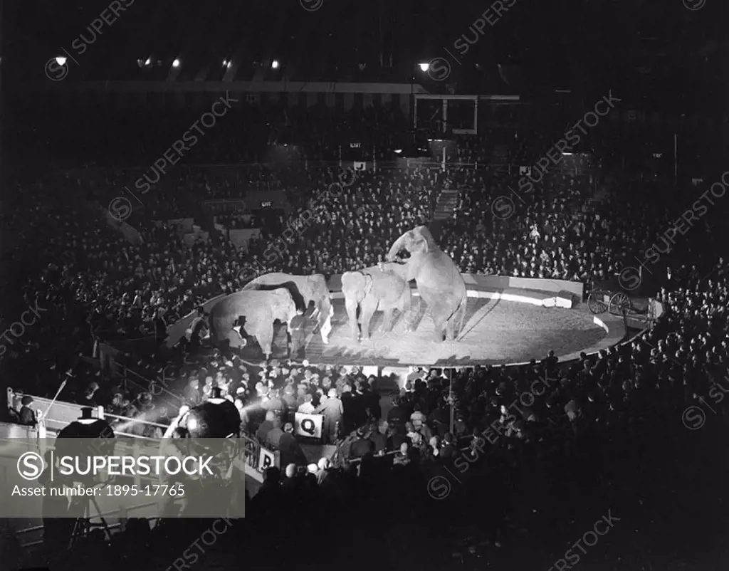 Elephants performing at Londons Olympia on Childrens Night, 21 December 1932. Photograph by James Jarche.