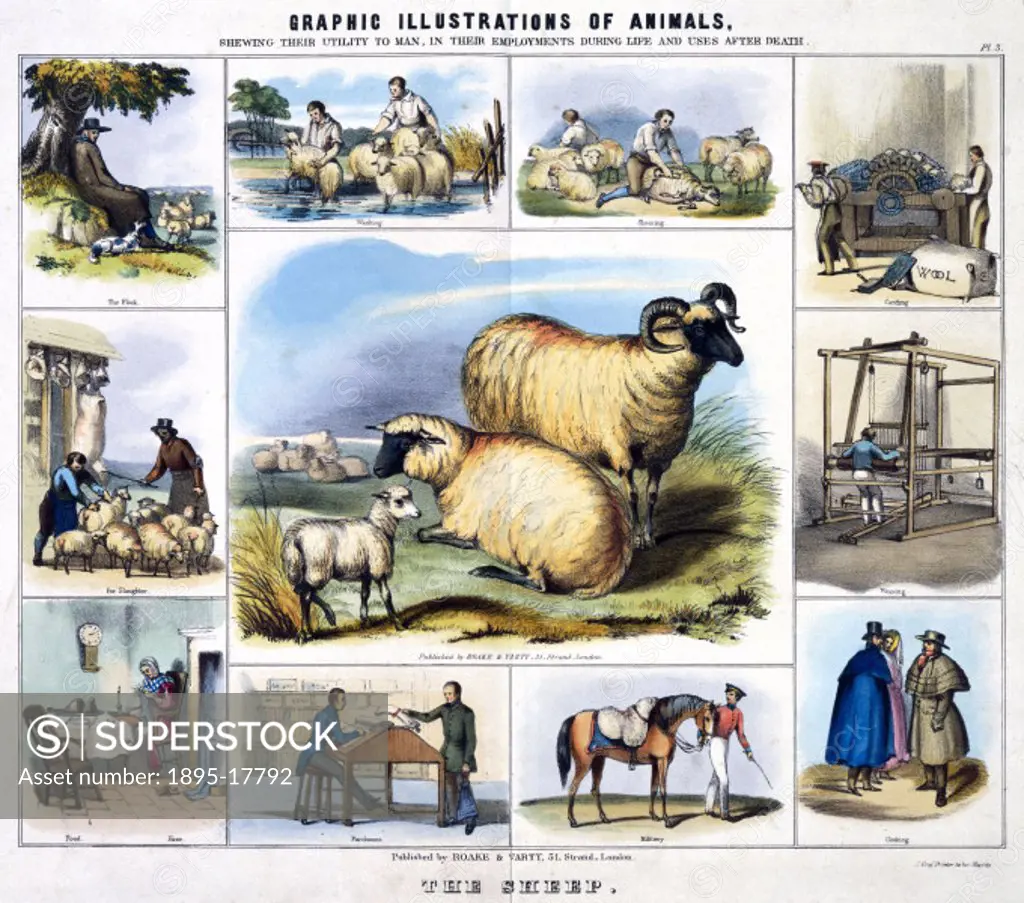 Coloured lithographic plate showing the sheep from ´Graphic Illustrations of Animals - Showing Their Utility to Man in Their Employment During Life an...