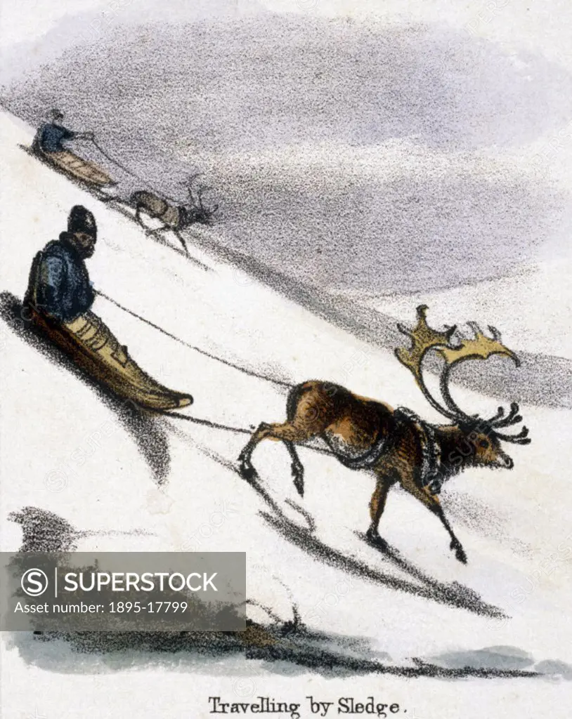 Vignette from a lithographic plate showing reindeer pulling a sledge. Taken from ´The Rein Deer´ in ´Graphic Illustrations of Animals - showing their ...