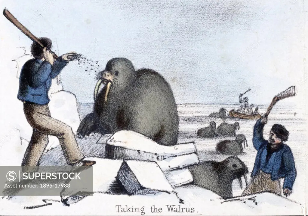 Vignette from a lithographic plate showing a man throwing grit at a walrus before clubbing it to death. Taken from ´The Seal and Walrus´ in ´Graphic I...