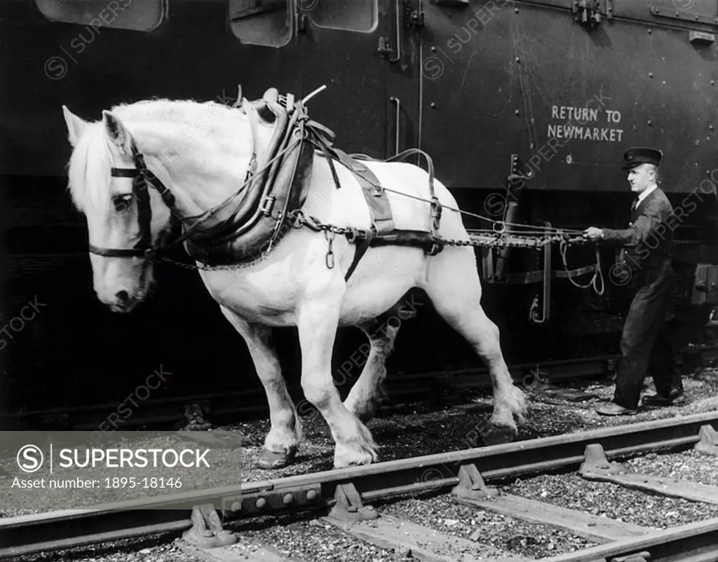 Tommy´, one of the last shunting horses employed by British Railways, is hauling a horse box used to transport racehorses from Newmarket to meetings ...