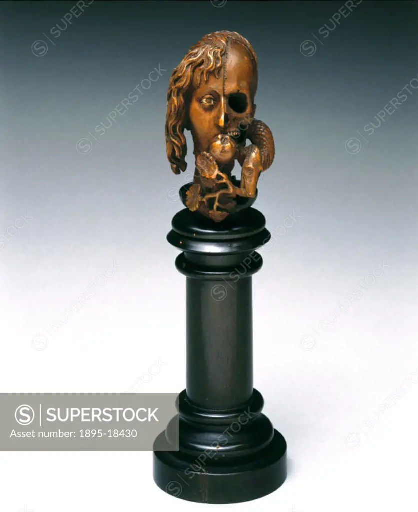 A wooden model on a plinth showing a female head divided into two halves: one half shows a woman´s face and hair, the other shows a skull. The hair is...