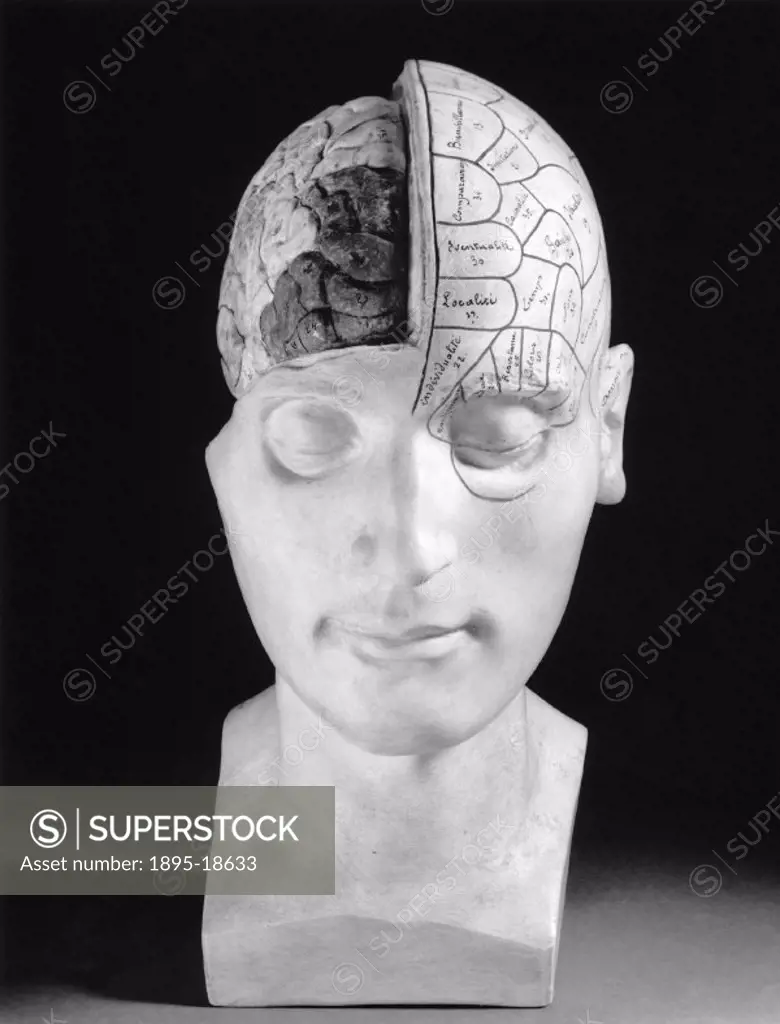 Plaster cast phrenological head with part of the cranium cut away to show the brain. The areas of the brain have been marked with impressed lines. Phr...
