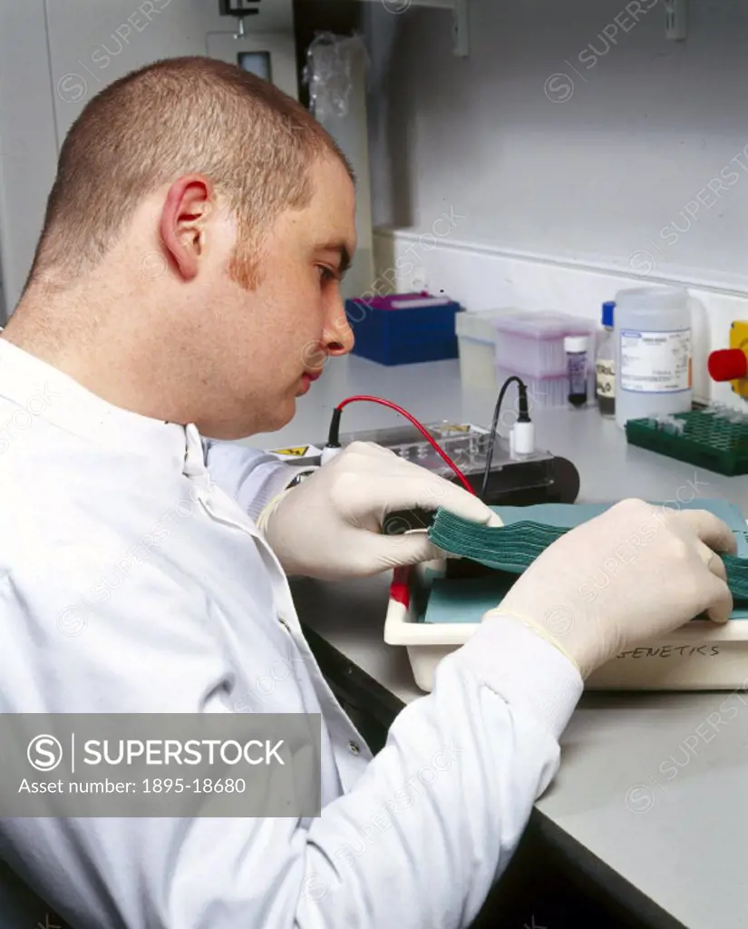 Scientist setting up a Southern blot, Great Ormond Street Hospital, London, May 2000. If DNA is extracted from blood and cut up using enzymes, the res...