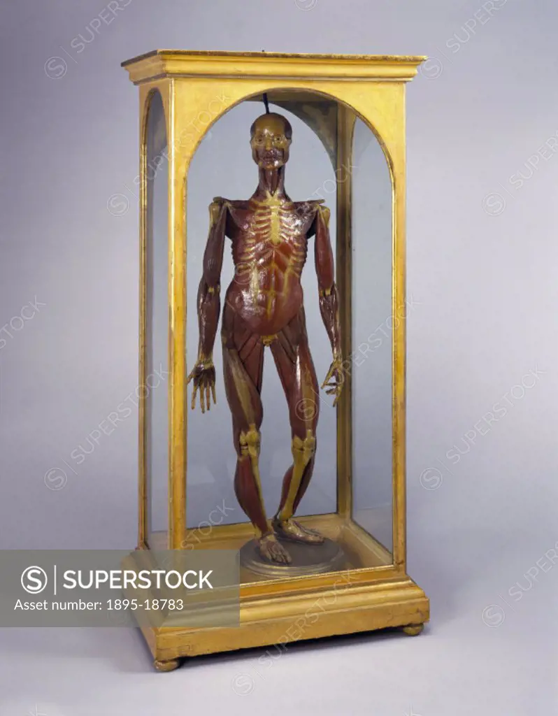 This half-life-size figure showing the bodys muscle system is one of a series of eight made in the 1770s for La Specola zoological museum in Florence...