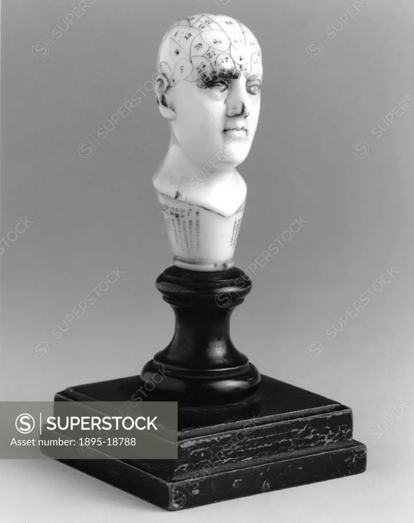Miniature phrenological bust possibly intended as the top of a walking stick. 37 phrenological organs are marked out and numbered with the names appea...