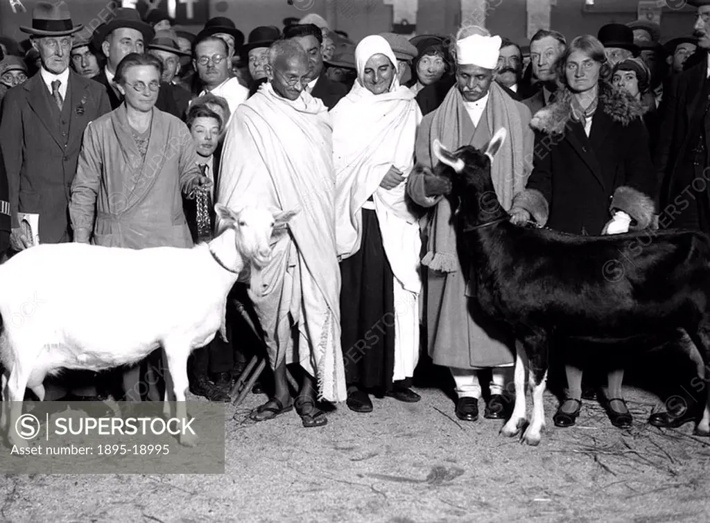Gandhi with Mrs Slater at a dairy show at the Agricultural Hall  Gandhi 1869-1948 is remembered for his civil disobedience policy against British rule...