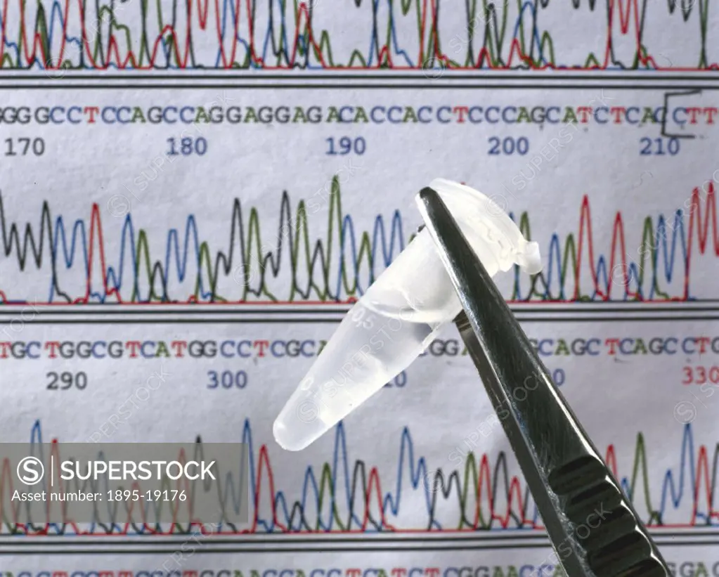 A sequencing chromatograph showing a DNA sequence and a sample of DNA from the human genome mapping project carried out by the Medical Research Counci...