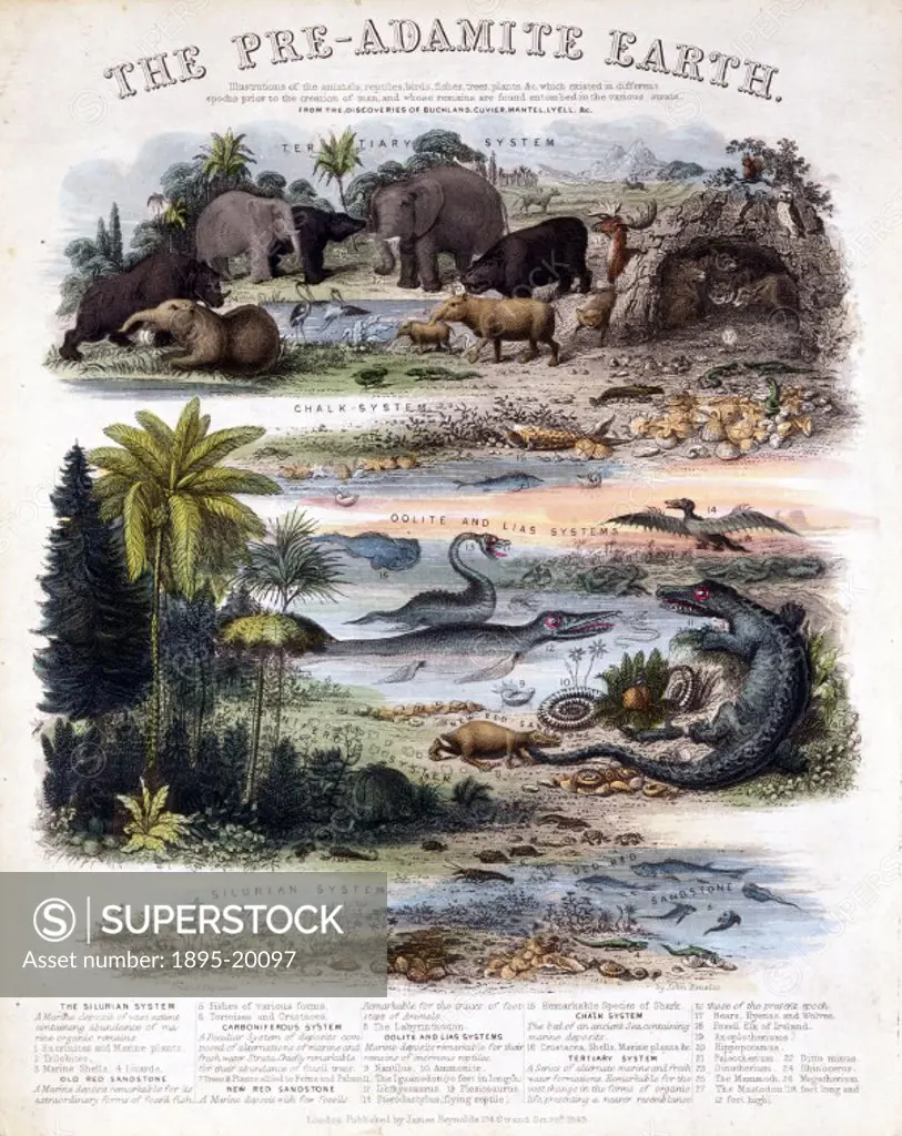 Engraving by John Emslie after his original drawing, showing illustrations of the various mammals, birds, reptiles, fish, trees and plants which exist...