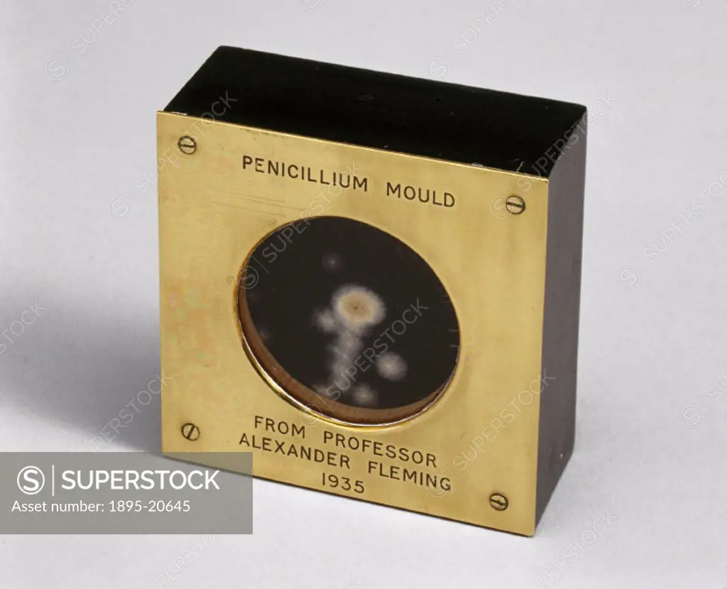 This sample marks penicillin´s transition from an interesting phenomenon to a potential drug. In 1928 Alexander Fleming (1881-1955) discovered that a ...