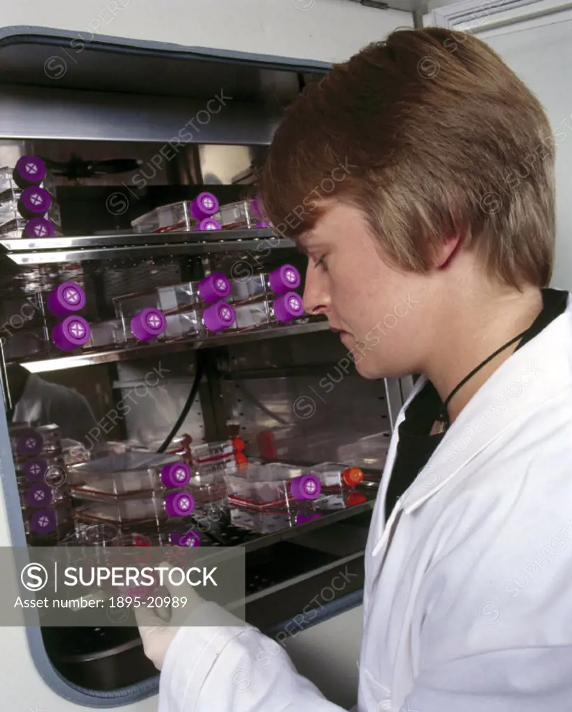 Cells being cultured on bio-glass in a humidified incubator at Chelsea & Westminster Hospital, London. Larry Hench, Professor of Ceramic Materials at ...